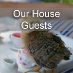 Our House Guests