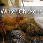 Winter Chickens