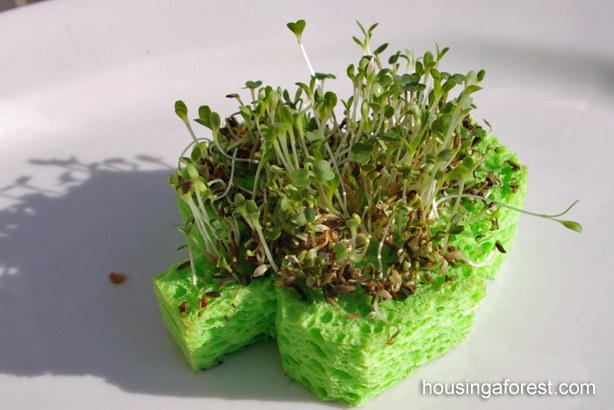 Shamrock Sprouts ~ St Patricks Day Activity Shamrock Sprouts ~ St Patricks Day Activity