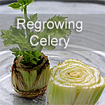 Regrowing Celery