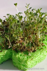 Sprouting Seeds on a Sponge