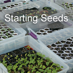 Starting Seeds