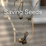Saving Seeds