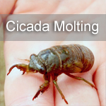 Cicada Molting