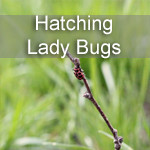 Observing Ladybugs