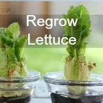 How to Regrow Lettuce