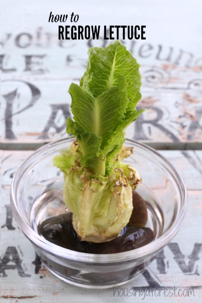 Regrow Lettuce ~ how to grow food from kitchen scraps