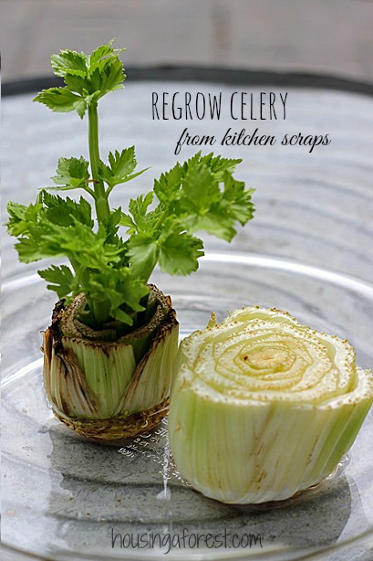 Grow Celery from Scraps 